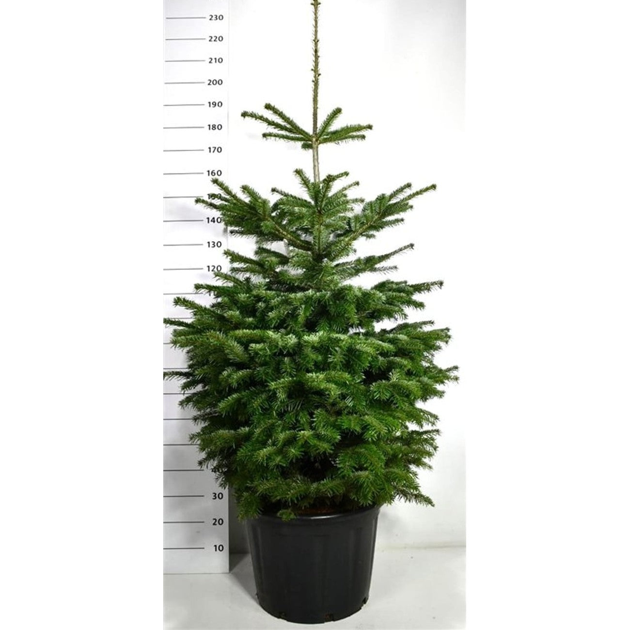 Nordmannsgran – Abies nordmanniana - C65 150-175 cm.